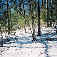 Ash Grove in Rare Snow