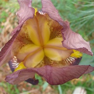 Iris