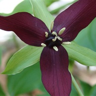 Trillium