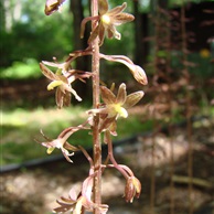 Rare Cranefly Orchid