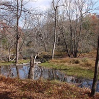 Beaver Pond, Pink Beds Trail