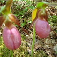Pink Lady Slippers