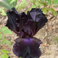 Black Iris