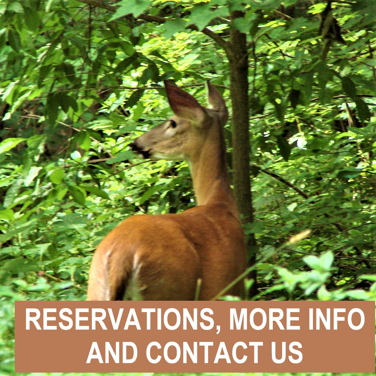 Reservations, more info and contact