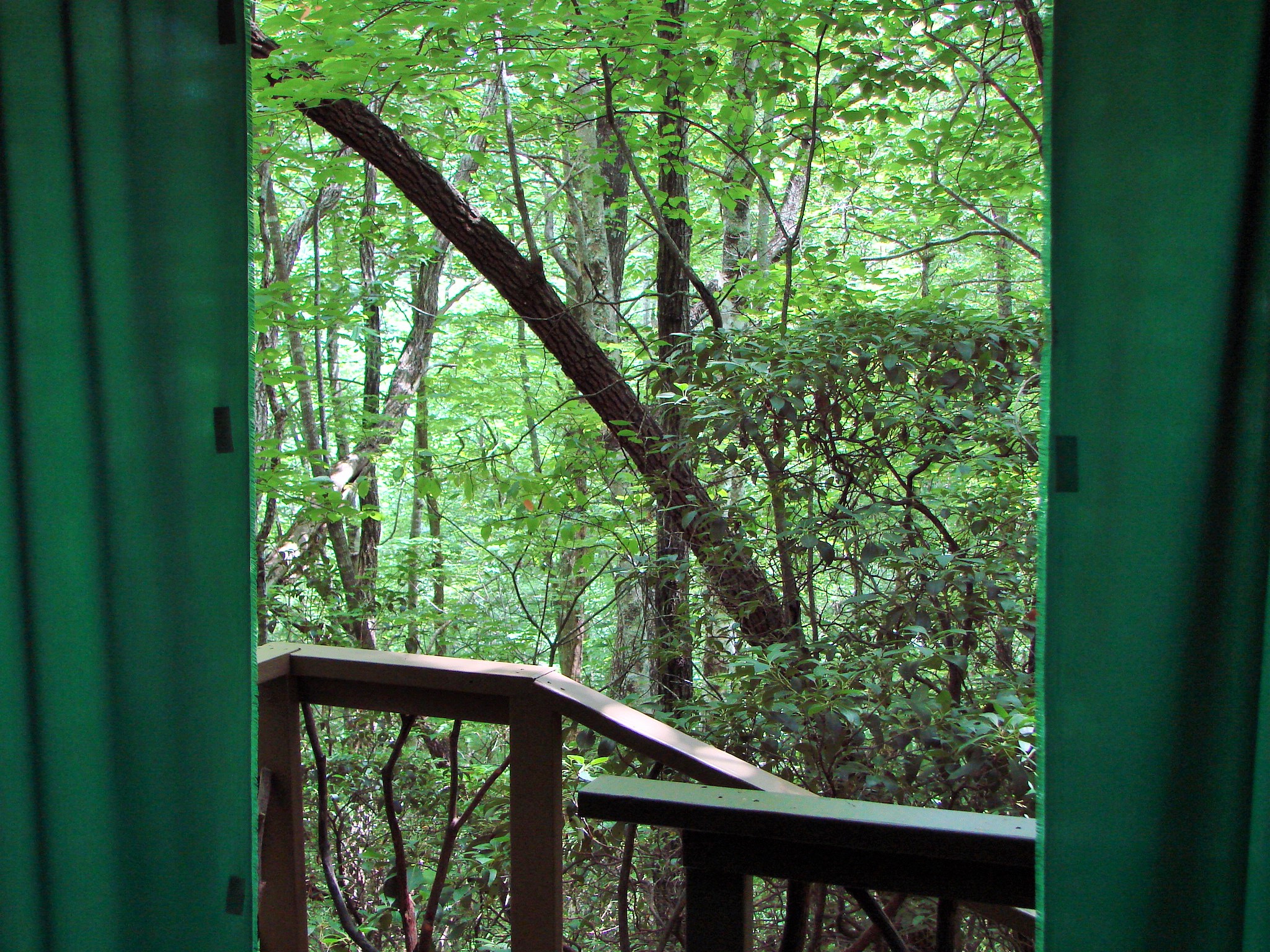 Woodland area