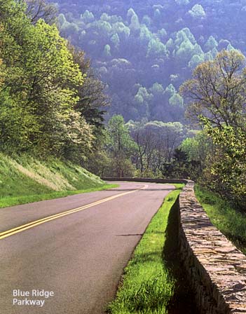 Road and parallel wall through dense vegetation