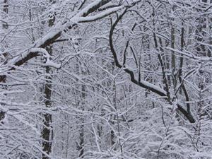 Snowy branches